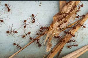 Your DIY Pest Control Isn’t Enough to Keep Pests Out